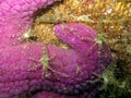 Dock Shrimp with Starfish