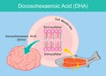 Docosohexaenoic acid DHA. Illustration