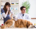 Doctor and assistant checking up golden retriever dog in vet cli