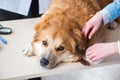 Doctor and assistant checking up golden retriever dog in vet cli Royalty Free Stock Photo