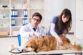 The doctor and assistant checking up golden retriever dog in vet clinic