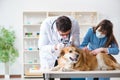 Doctor and assistant checking up golden retriever dog in vet cli Royalty Free Stock Photo