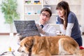 Doctor and assistant checking up golden retriever dog in vet cli Royalty Free Stock Photo