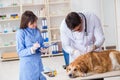 Doctor and assistant checking up golden retriever dog in vet cli Royalty Free Stock Photo