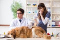 Doctor and assistant checking up golden retriever dog in vet cli