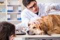 Doctor and assistant checking up golden retriever dog in vet cli Royalty Free Stock Photo