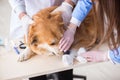 Doctor and assistant checking up golden retriever dog in vet cli Royalty Free Stock Photo