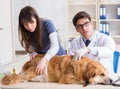 Doctor and assistant checking up golden retriever dog in vet cli