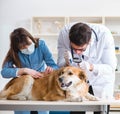 Doctor and assistant checking up golden retriever dog in vet cli Royalty Free Stock Photo