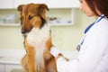 Doctor, bandage or dog at veterinary clinic in an emergency healthcare inspection or accident. Veterinarian, helping or