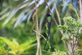 A Doctor Bird or Wimpelschwanz (Trochilus polytmus), Hummingbird, National Bird of Jamaica, Middle America