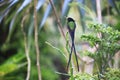 A Doctor Bird or Wimpelschwanz (Trochilus polytmus), Hummingbird, National Bird of Jamaica, Middle America