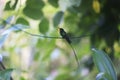 A Doctor Bird or Wimpelschwanz (Trochilus polytmus), Hummingbird, National Bird of Jamaica, Middle America