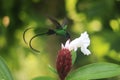 A Doctor Bird or Wimpelschwanz (Trochilus polytmus), Hummingbird, National Bird of Jamaica, Middle America