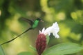 A Doctor Bird or Wimpelschwanz Trochilus polytmus, Hummingbird, National Bird of Jamaica, Middle America