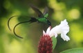 A Doctor Bird or Wimpelschwanz Trochilus polytmus, Hummingbird, National Bird of Jamaica, Middle America