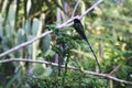 A Doctor Bird or Wimpelschwanz Trochilus polytmus, Hummingbird, National Bird of Jamaica, Middle America