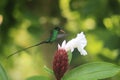 A Doctor Bird or Wimpelschwanz Trochilus polytmus, Hummingbird, National Bird of Jamaica, Middle America