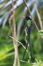 A Doctor Bird or Wimpelschwanz Trochilus polytmus, Hummingbird, National Bird of Jamaica, Middle America