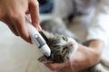 Doctor checks ears of furry cat using otoscope in vet clinic Royalty Free Stock Photo