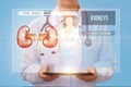 Doctor checks the health of the kidneys. Royalty Free Stock Photo