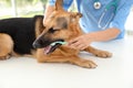 Doctor cleaning dog`s teeth with toothbrush indoors Royalty Free Stock Photo