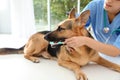 Doctor cleaning dog`s teeth with toothbrush indoors Royalty Free Stock Photo