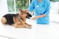 Doctor cleaning dog`s teeth with toothbrush indoors Royalty Free Stock Photo