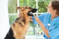 Doctor cleaning dog`s teeth with toothbrush indoors Royalty Free Stock Photo