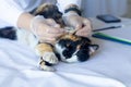 Doctor cleaning the ear of a sick cat on the table Royalty Free Stock Photo