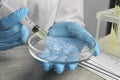 Doctor dripping urine from syringe into petri dish at grey table, closeup