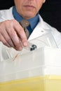 Doctor Dropping Syringe With Butterfly Needle Into Sharps Container, Close Royalty Free Stock Photo