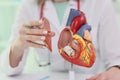 Doctor examines anatomy holding piece from heart model Royalty Free Stock Photo