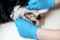 Doctor examines a dog`s teeth