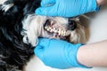 Doctor examines a dog`s teeth