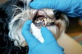 Doctor examines a dog`s teeth