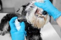 oral hygiene of dog spray