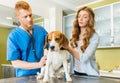 Doctor examining Beagle dog with woman assistant