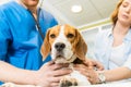 Doctor examining Beagle dog with woman assistant