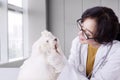 Doctor examining the Bolognese dog in her clinic Royalty Free Stock Photo