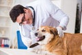 The doctor examining golden retriever dog in vet clinic Royalty Free Stock Photo