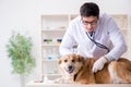 The doctor examining golden retriever dog in vet clinic Royalty Free Stock Photo