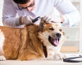 Doctor examining golden retriever dog in vet clinic Royalty Free Stock Photo