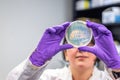 Doctor examining meningococcal bacterial culture plate