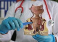 doctor explaining the anatomy of the rectum and anus using a detailed model concept Royalty Free Stock Photo