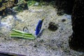 A doctor fish in a big fish tank Royalty Free Stock Photo