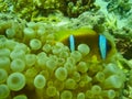 a doctor fish between corals