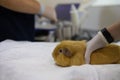 A doctor gently holds a cute guinea pig on an ultrasound table. A rodent guinea pig sitting on a table is worried