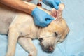 Doctor in gloves clears the sick red ear in the dog. Veterinary clinic is clean-eared Royalty Free Stock Photo