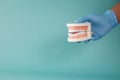 doctor hand holding plastic dental teeth model on table Royalty Free Stock Photo